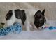 French Bulldog Puppies for sale in Fresno, CA 93720, USA. price: $800
