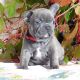French Bulldog Puppies for sale in Fresno, CA 93720, USA. price: $700