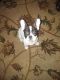 French Bulldog Puppies for sale in Oak Park, MI 48237, USA. price: $1,000