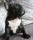 French Bulldog Puppies for sale in Asheville, NC, USA. price: $900