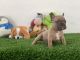French Bulldog Puppies for sale in Hollywood, FL 33027, USA. price: $4,000