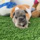 French Bulldog Puppies for sale in Hollywood, FL 33027, USA. price: $5,000