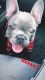 French Bulldog Puppies for sale in South Gate, CA 90280, USA. price: NA