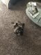 French Bulldog Puppies for sale in Sioux City, IA, USA. price: NA