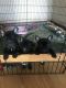 French Bulldog Puppies for sale in Cave Junction, OR 97523, USA. price: NA