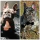 French Bulldog Puppies for sale in Zion Township, IL 60099, USA. price: $3,000