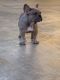 French Bulldog Puppies for sale in La Habra, CA 90631, USA. price: NA