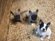 French Bulldog Puppies for sale in Oakley, CA 94561, USA. price: $2,500