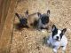 French Bulldog Puppies for sale in Oakley, CA 94561, USA. price: $2,500
