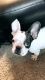 French Bulldog Puppies for sale in Joint Base Anacostia-Bolling, DC 20032, USA. price: NA