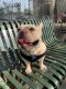 French Bulldog Puppies for sale in 425 E 105th St, New York, NY 10029, USA. price: NA