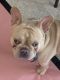 French Bulldog Puppies for sale in Gilbert, AZ, USA. price: $2,000
