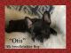 French Bulldog Puppies for sale in Christiana, TN 37037, USA. price: NA