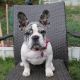 French Bulldog Puppies for sale in NJ-17, North Arlington, NJ, USA. price: $900