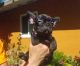 French Bulldog Puppies for sale in Brentwood, CA 94513, USA. price: $2,000