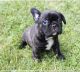 French Bulldog Puppies for sale in Marengo, OH 43334, USA. price: $1,600