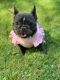 French Bulldog Puppies for sale in Newark, DE, USA. price: NA