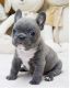 French Bulldog Puppies for sale in 1310 Graham Trace Ln, League City, TX 77573, USA. price: NA