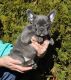 French Bulldog Puppies for sale in Tacoma, WA, USA. price: $600
