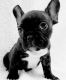 French Bulldog Puppies for sale in Sarasota, FL, USA. price: $2,500