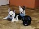 French Bulldog Puppies for sale in Warsaw, MO 65355, USA. price: NA