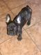 French Bulldog Puppies for sale in Spring, TX 77373, USA. price: $1,000