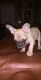French Bulldog Puppies for sale in Maricopa, AZ, USA. price: $1,800