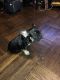 French Bulldog Puppies for sale in Hillside, NJ 07205, USA. price: $3,500
