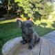 French Bulldog Puppies for sale in Layton, UT, USA. price: NA