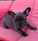 French Bulldog Puppies for sale in China Township, MI 48054, USA. price: NA