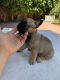 French Bulldog Puppies for sale in Winnetka, Los Angeles, CA, USA. price: $3,500