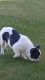 French Bulldog Puppies for sale in New Matamoras, Matamoras, OH, USA. price: NA