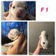 French Bulldog Puppies for sale in Nashua, NH 03064, USA. price: $1,500