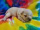 French Bulldog Puppies for sale in Gardner, KS 66030, USA. price: NA