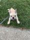 French Bulldog Puppies for sale in Shawnee, KS, USA. price: $3,500