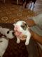 French Bulldog Puppies for sale in Roseburg, OR, USA. price: $3,000