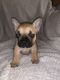 French Bulldog Puppies for sale in Moline, IL, USA. price: $2,500