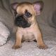 French Bulldog Puppies for sale in Moline, IL, USA. price: NA