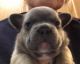 French Bulldog Puppies for sale in Detroit Lakes, MN 56501, USA. price: NA