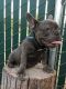 French Bulldog Puppies for sale in Atwater, CA 95301, USA. price: NA