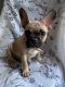French Bulldog Puppies for sale in Lake Forest, CA 92630, USA. price: $2,000