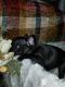 French Bulldog Puppies for sale in Frankenmuth, MI, USA. price: NA
