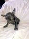 French Bulldog Puppies for sale in Palo Alto, CA 94301, USA. price: $1,500
