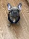 French Bulldog Puppies for sale in Buena Park, CA 90623, USA. price: $2,200