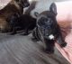 French Bulldog Puppies for sale in 90005 Peterson Hill Rd, Bayfield, WI 54814, USA. price: $290