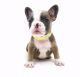 French Bulldog Puppies for sale in Spring, TX 77373, USA. price: $6,000