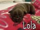 French Bulldog Puppies for sale in Paulsboro, NJ 08066, USA. price: NA