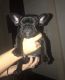 French Bulldog Puppies for sale in North Richland Hills, TX, USA. price: NA