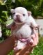 French Bulldog Puppies for sale in Vista, CA, USA. price: $4,000
