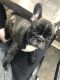 French Bulldog Puppies for sale in St. George, UT, USA. price: NA